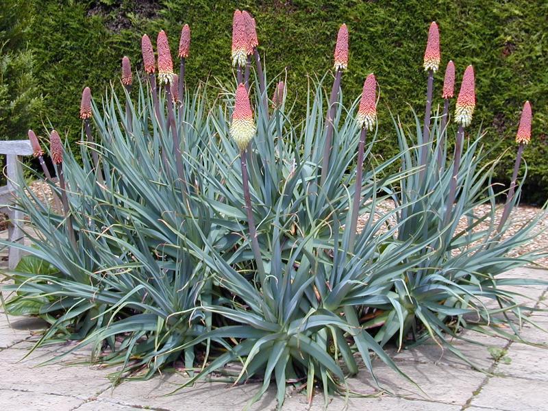 How to plant knifofia