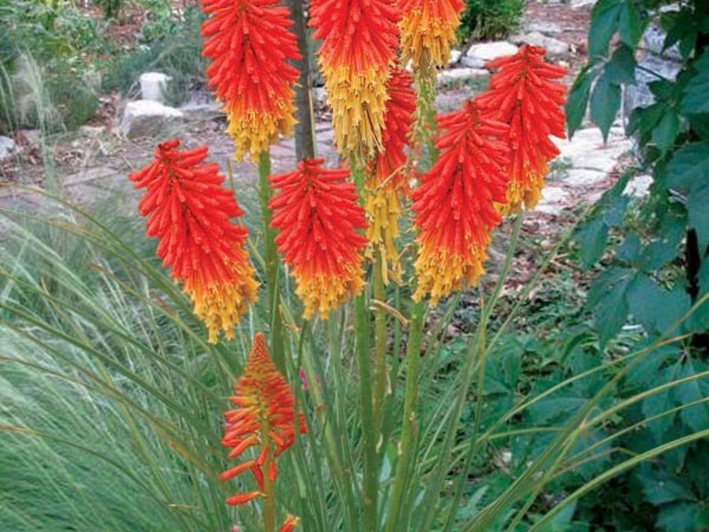 Types of flower knifofia