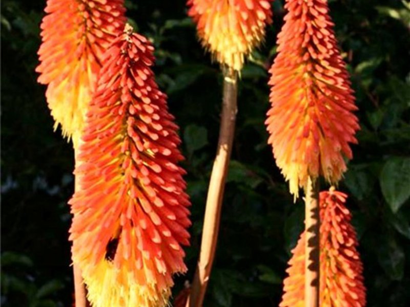 The appearance of the knifophy