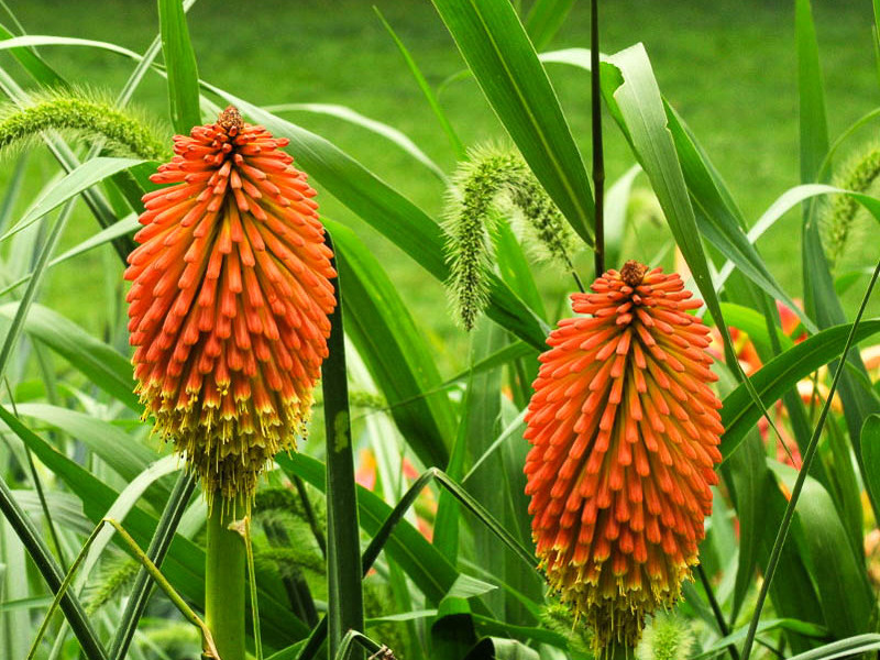 How to care for knifofia