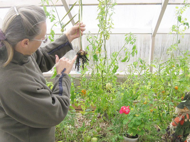 What care is needed for ginger at home Features of creating conditions for good growth of ginger