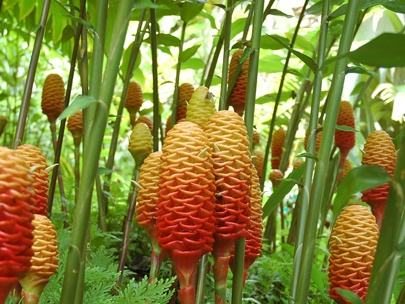 How the ginger flower grows in natural conditions Description of the characteristic growth properties of ginger in natural conditions