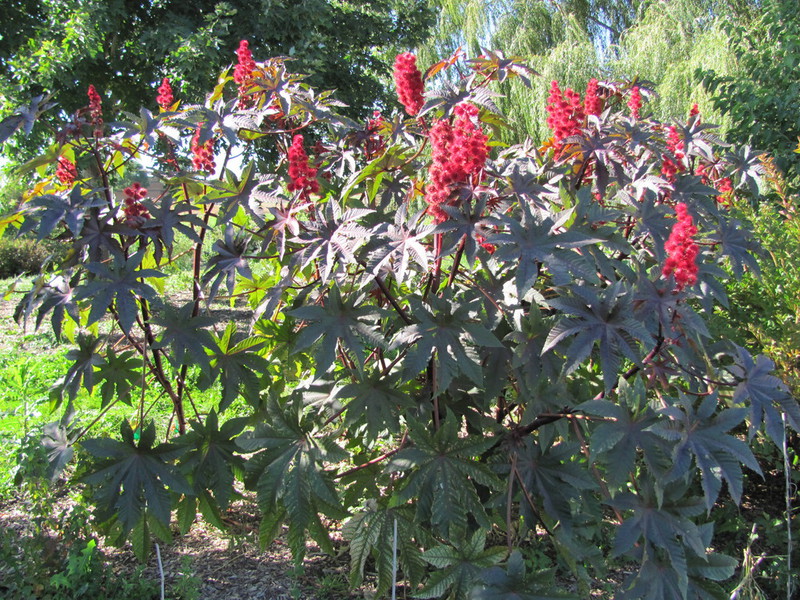 What is the most popular castor bean variety Characteristic properties of castor bean