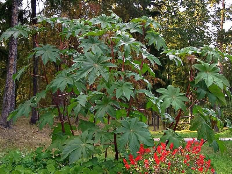 Why castor oil plant is considered a dangerous plant Poisonous and dangerous properties of the castor bean plant
