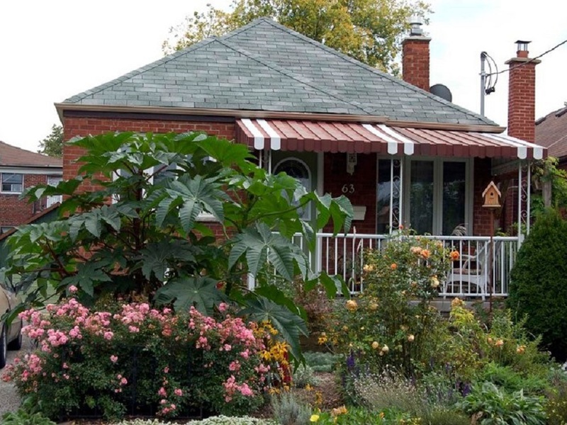 How is castor oil plant used in landscape design The popularity of using the castor bean plant in landscape design