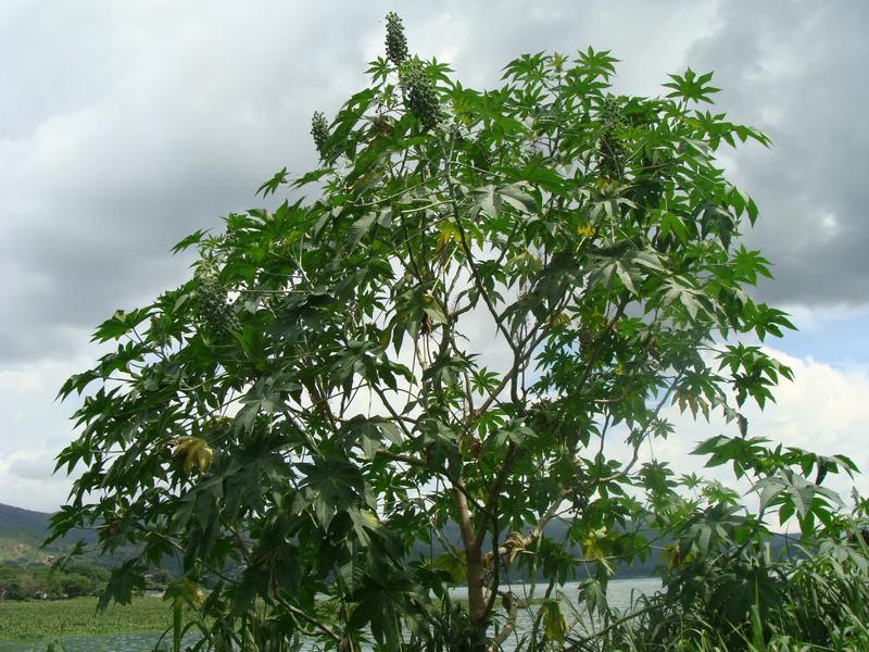 How castor oil plant grows in natural conditions Features of the growth of castor oil plants in natural conditions