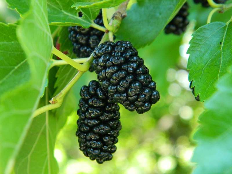Mulberry tree description How to plant a mulberry tree