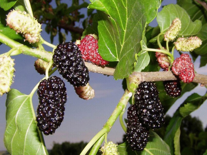 Sweet mulberry fruit Mulberry - useful properties of mulberry