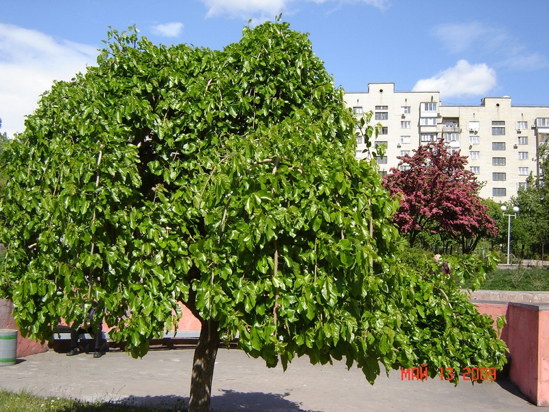 Mulberry tree Black mulberry