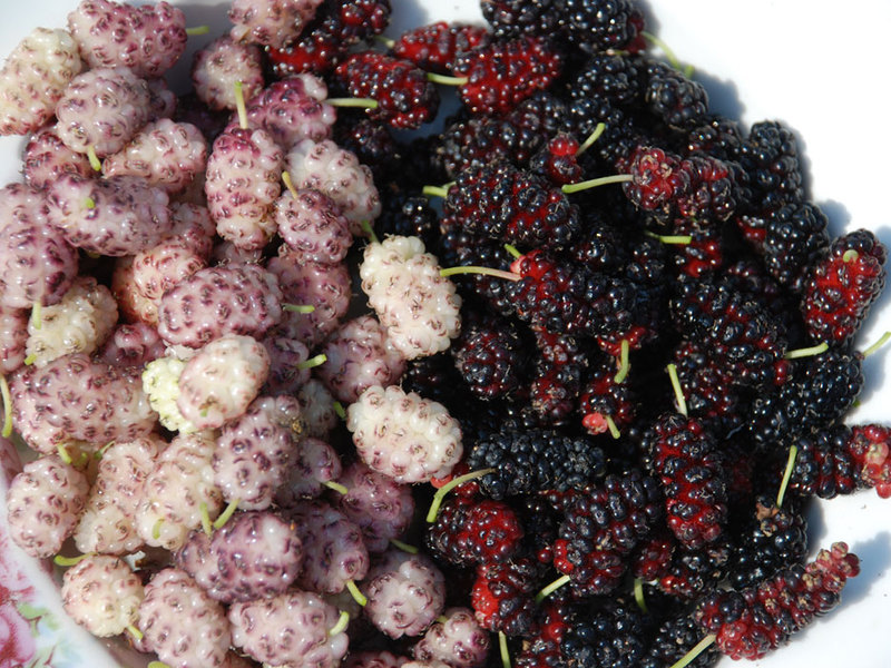 How to care for a mulberry tree Mulberry tree care