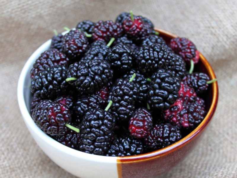 Mulberry tree How mulberry tree bears fruit