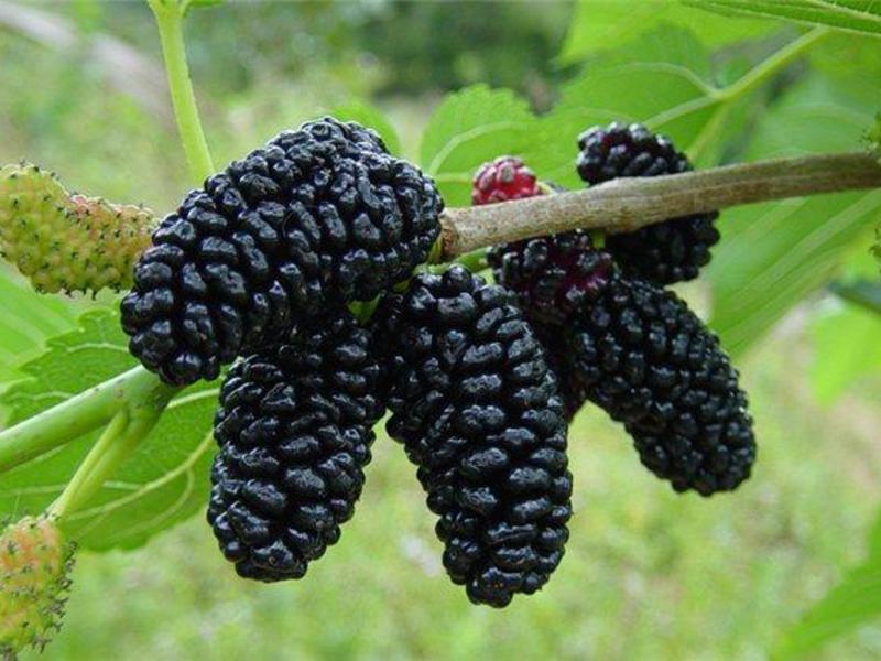 Varieties of mulberry trees Mulberry tree species