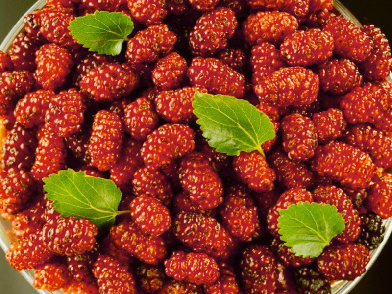 Red mulberry Pharmacological properties of mulberry