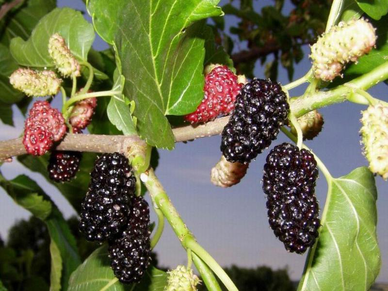 Mulberry tree species Mulberry is a berry that attracts special attention