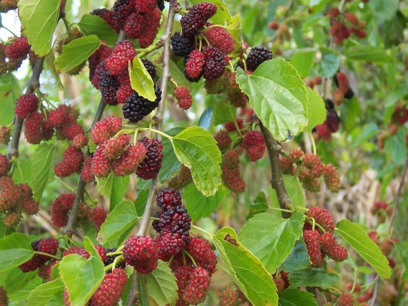 How mulberries grow on a tree Mulberry properties