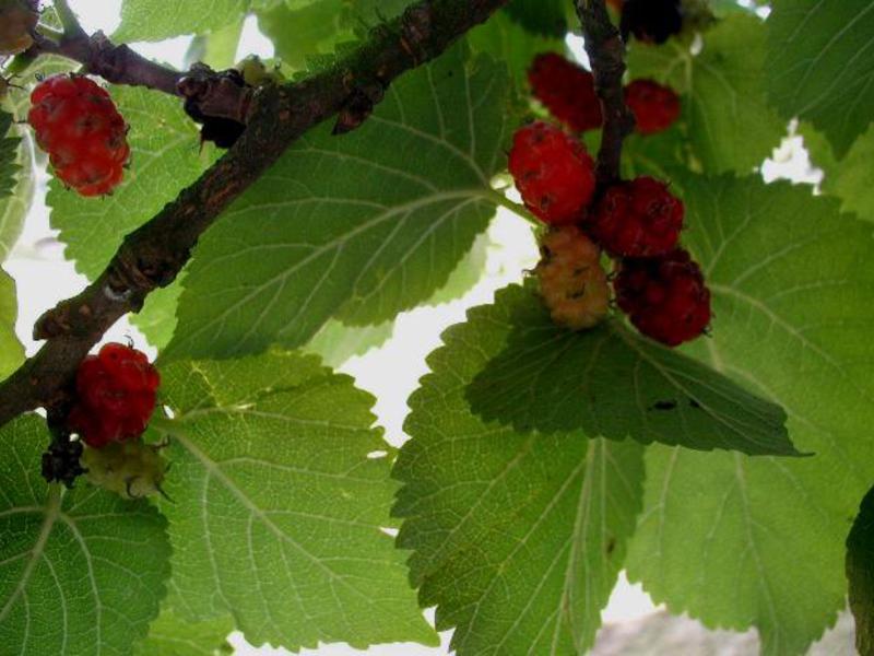 Juicy mulberry fruits Fruitful shulkovitsa tree