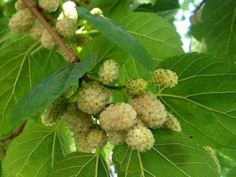 Mature mulberry Juicy mulberry fruits