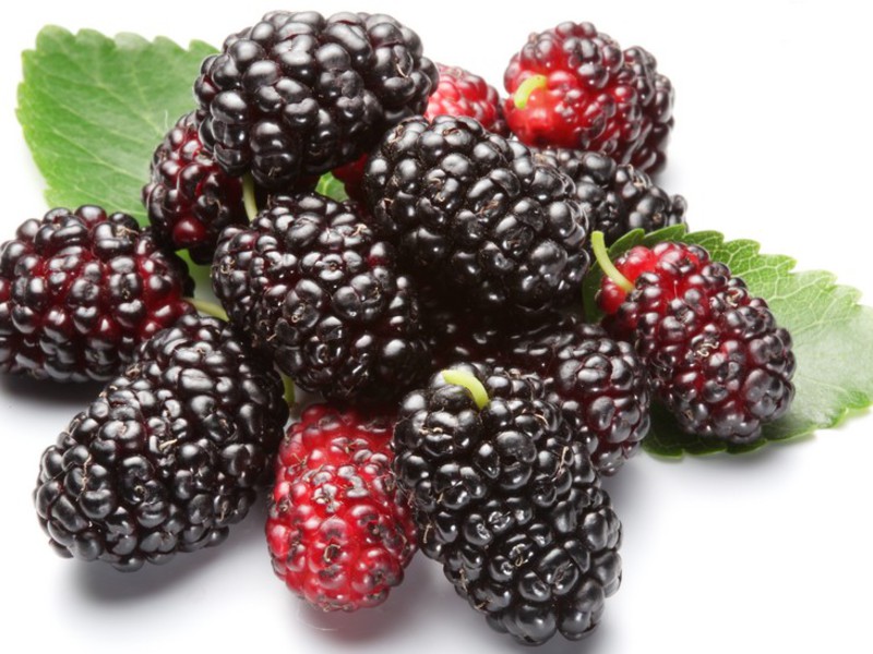 Mulberry fruit Mulberry tree and its reproduction