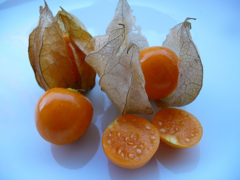What is physalis How the physalis plant is used