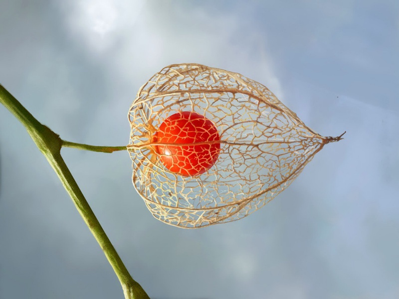 What physalis looks like Physalis varieties