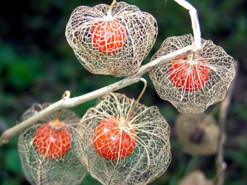 Physalis plant Physalis plant species
