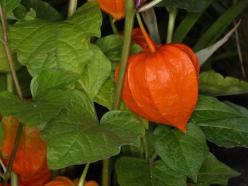 How the physalis plant is used Where is the physalis plant used?