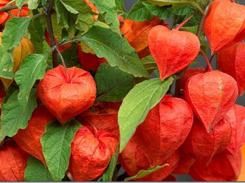 What are the features of reproduction and cultivation of physalis Growing and caring for a physalis plant
