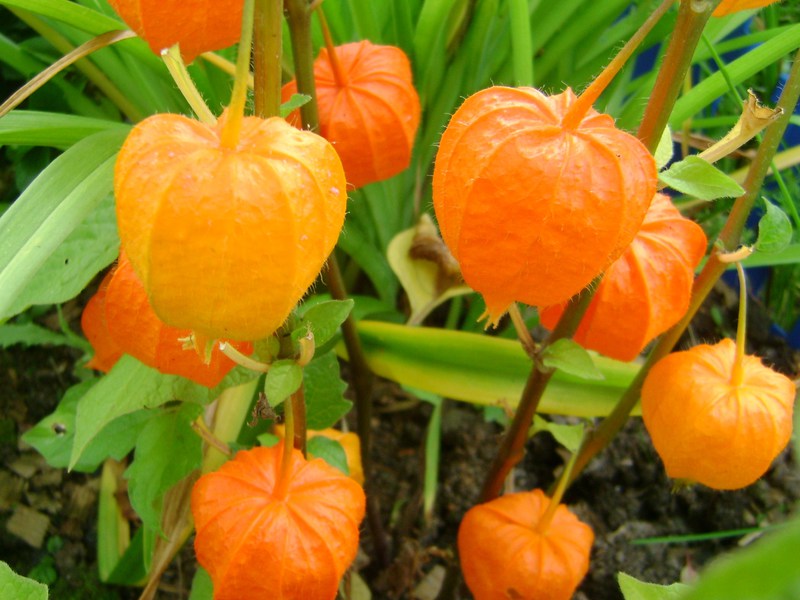 Physalis cultivation Growing vegetable physalis