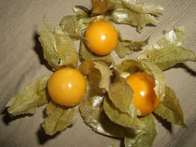What are the features of reproduction and cultivation of physalis Physalis care features