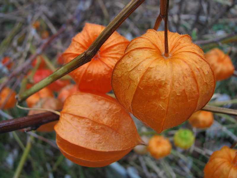 Reproduction and cultivation of physalis How physalis plant reproduces