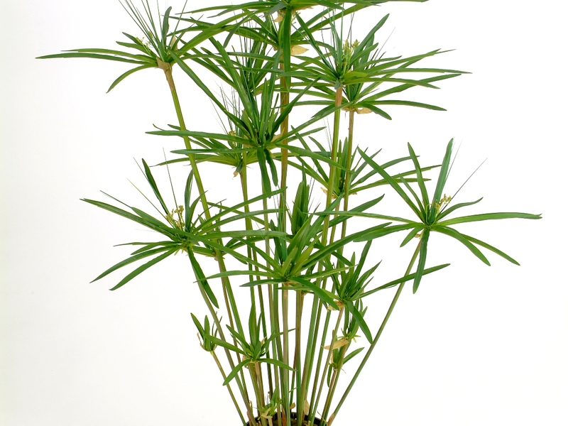 How to care for cyperus