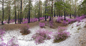 Spring flowering of wild rosemary