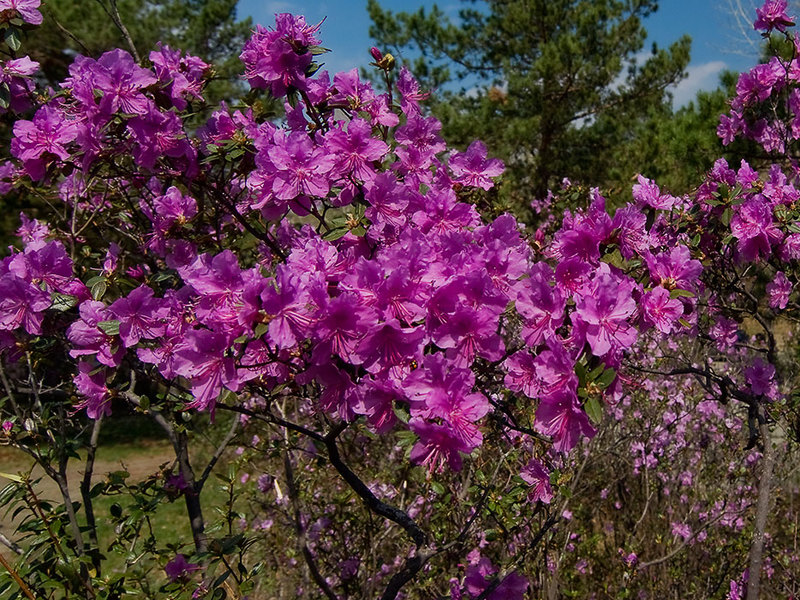 Beautifully blooming wild rosemary