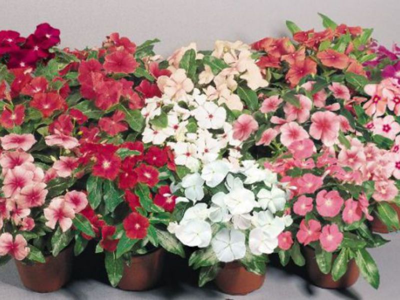 Catharanthus pink Pink catharanthus