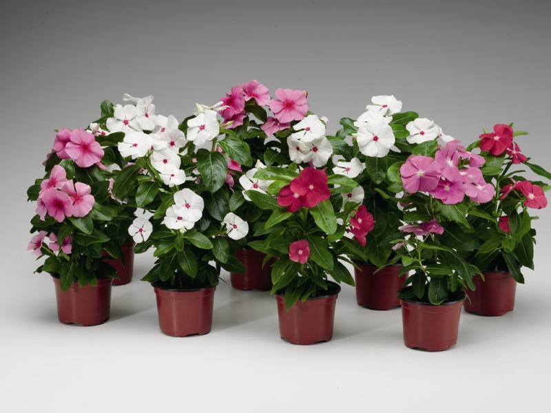 How to plant a catharanthus Planting a catharanthus