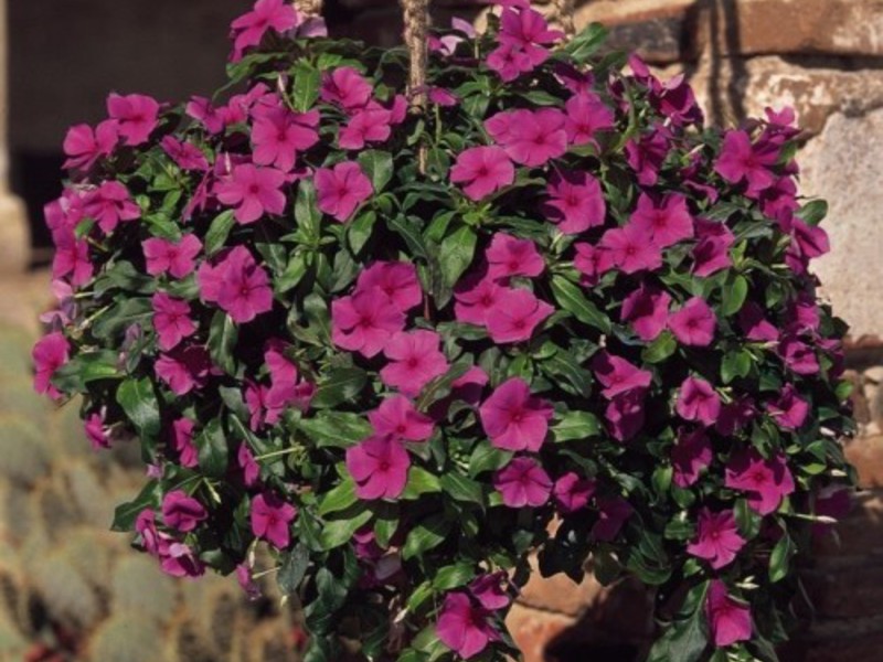 How to grow catharanthus What conditions are needed for growing a catharanthus
