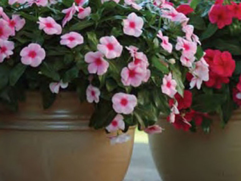 Flowering catharanthus plant Bouquet of catharanthus