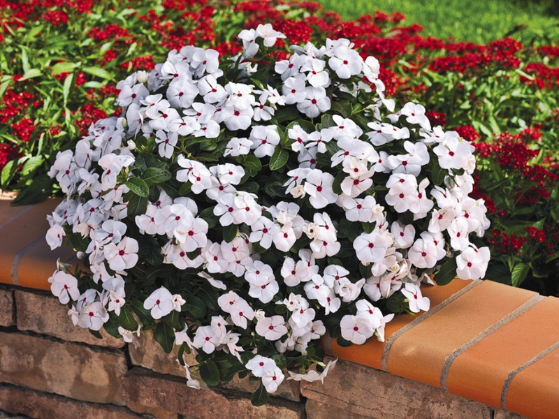 Features of the catharanthus flower What is the peculiarity of the catharanthus flower