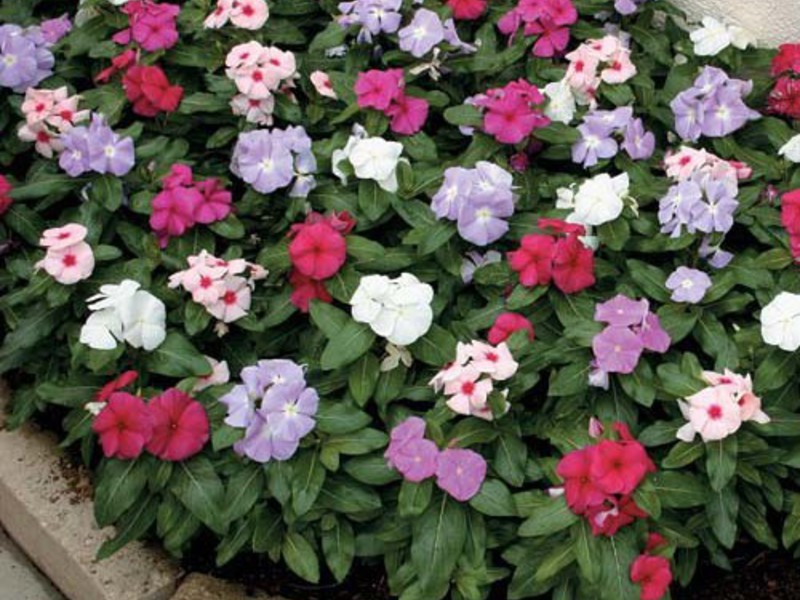 Beautiful flowering of catharanthus Katarantus in the flowerbed