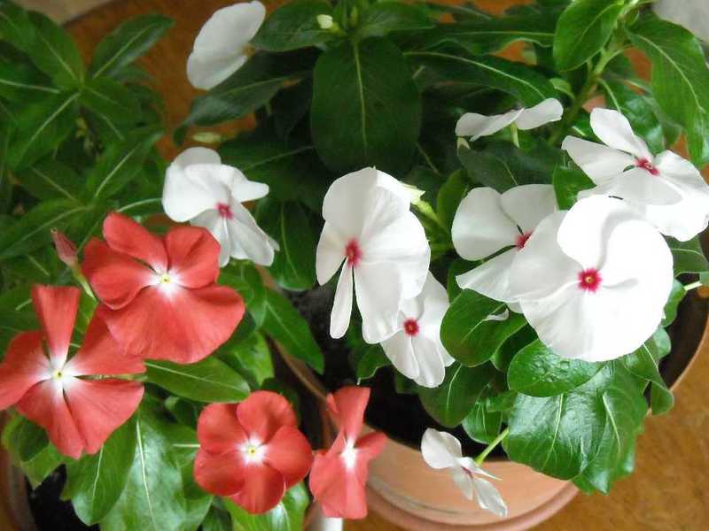 Flowering catharanthus Catharanthus ampelous