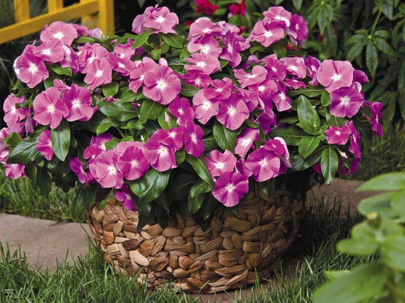 Catharanthus pink Catharanthus and its varieties