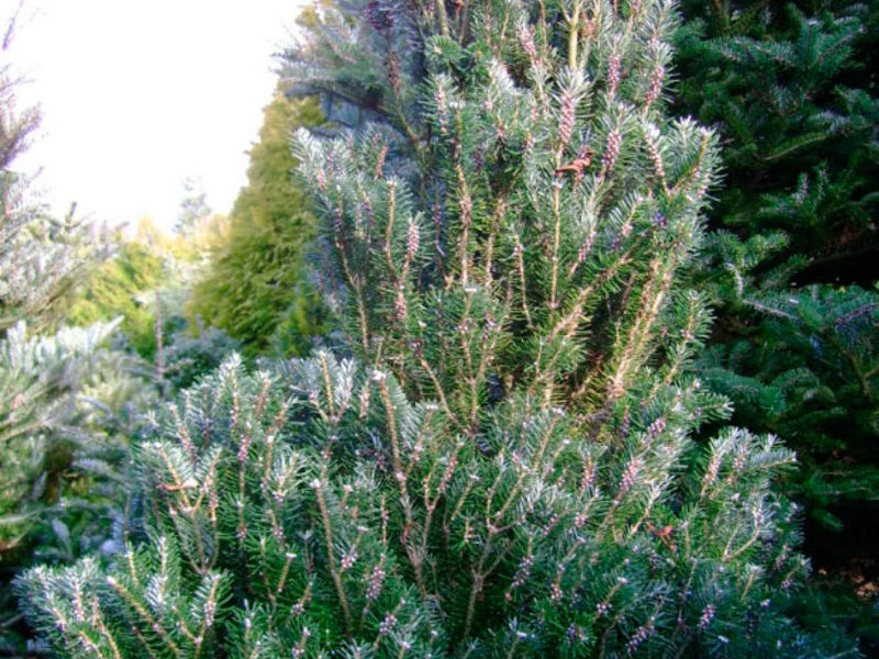 Fir monochromatic How to grow fir on the site