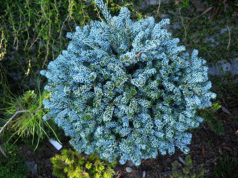 Korean fir Features of expressing fir