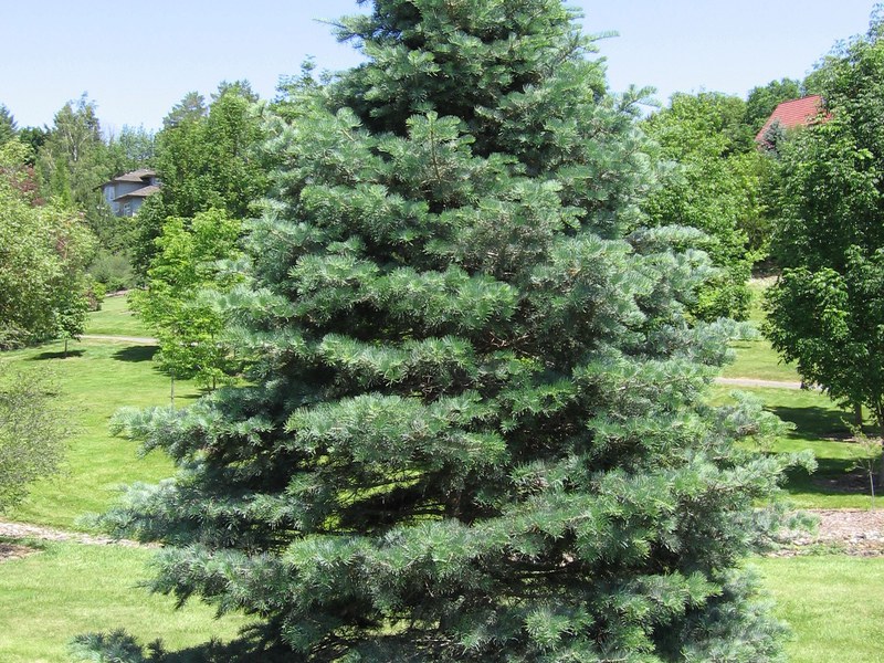 Fir on the site How to grow and care for Korean fir