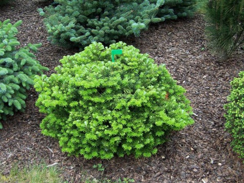 Growing fir How to care for a fir