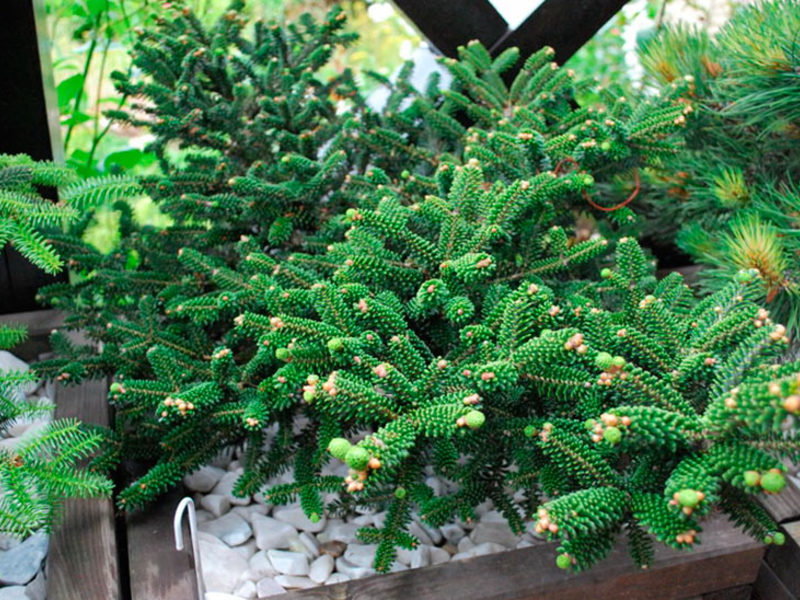 How fir breeds How to plant Korean fir