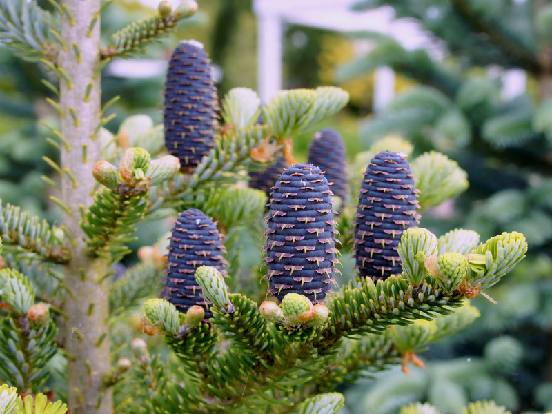 How to grow Korean fir Where does Korean fir grow