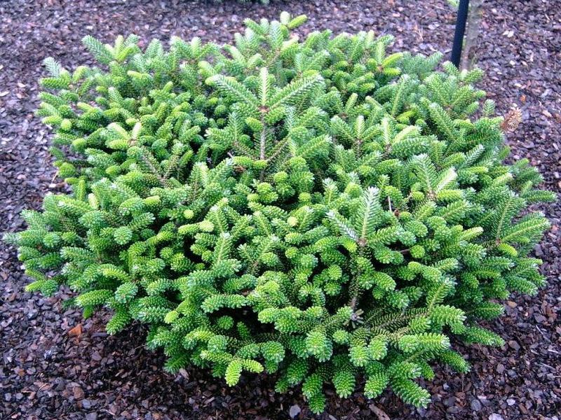 Features of growing fir What are the types of fir