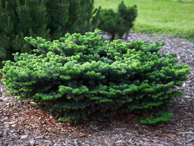 Fir species Fir varieties