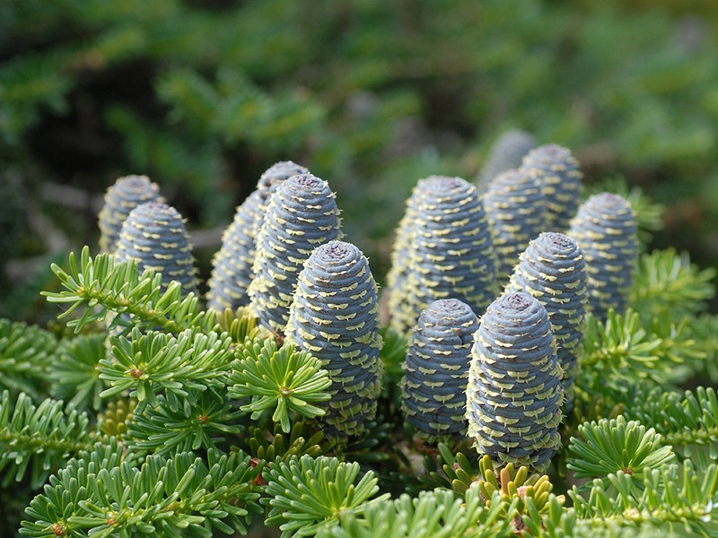 Fir variety description What are the dimensions of the growing fir